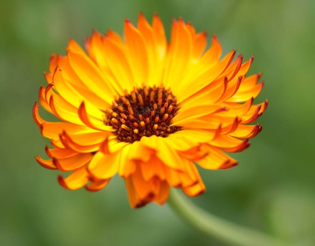 Cvet Neven - Calendula Officinalis