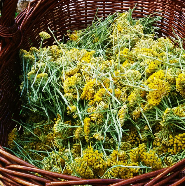 Smilje - Helichrysum italicum - Royal Balm