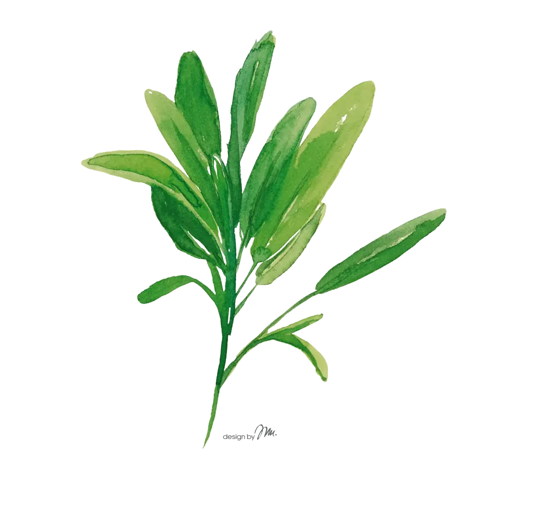 Cvet Žalfije (lat. Salvia officinalis) - Royal Balm