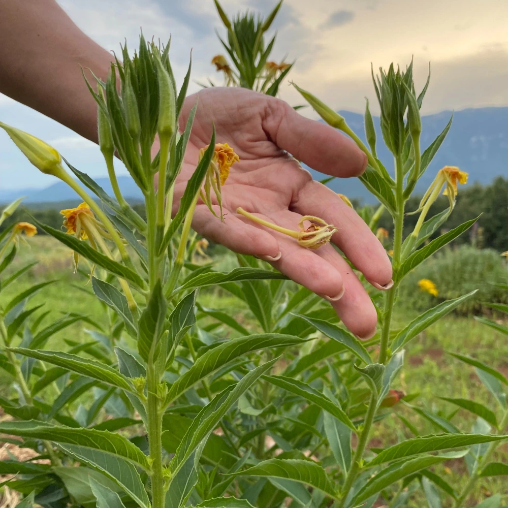Žuti noćurak (Oenothera biennis)