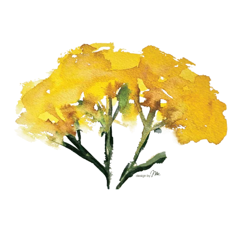 Cvet Smilje - Helichrysum italicum