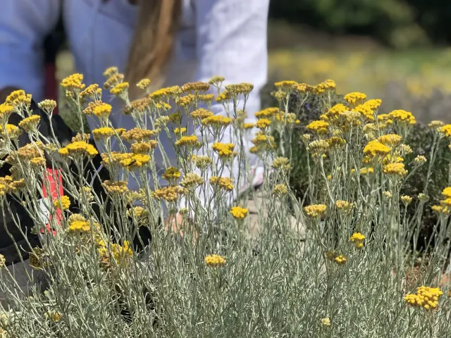 Ručna berba smilja u punom cvetu na organskoj plantaži na Rtnju