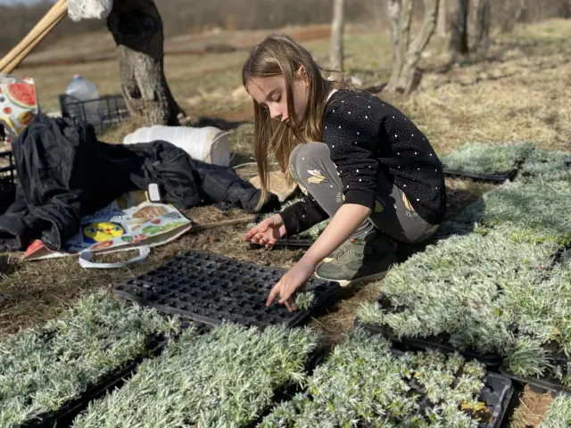 Sadnice smilja u kontejnerima pred sadnju na organskoj plantaži na Rtnju